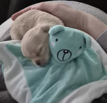 Chihuahua Welpen (Kurzhaar)