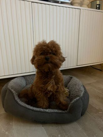 Maltipoo Rüde 1 Jahr