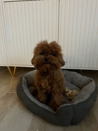 Maltipoo Rüde 1 Jahr
