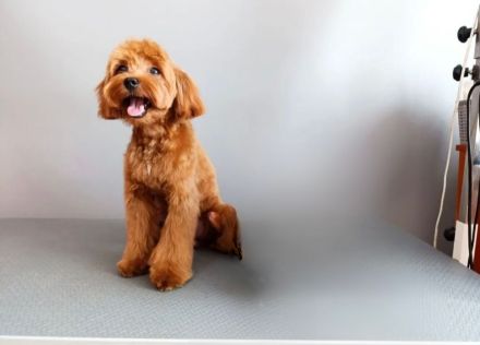 Maltipoo Rüde 1 Jahr