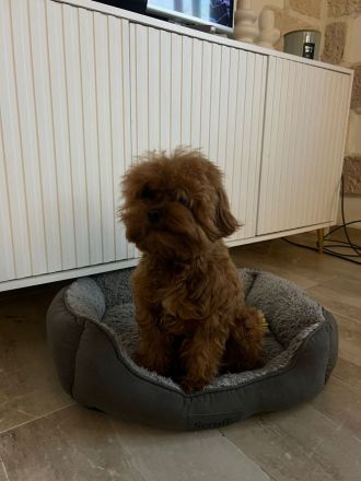 Maltipoo Rüde 1 Jahr
