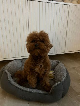 Maltipoo Rüde 1 Jahr