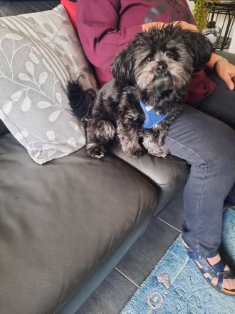 Bolonka Zwetna Deckrüde