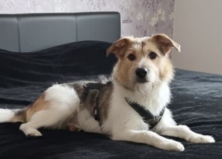 Wuscheliges Hundemädchen Paula