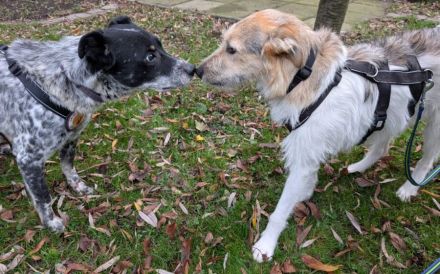 Wuscheliges Hundemädchen Paula