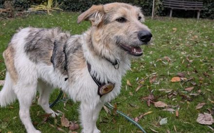 Wuscheliges Hundemädchen Paula