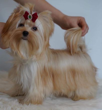 Deckrüde Yorkshire Terrier Gold