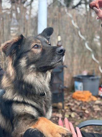 Lieber Altdeutscher Mix