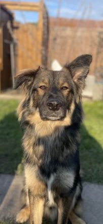 Lieber Altdeutscher Mix