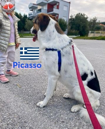 Picasso 05/23 - beeindruckender Hund sucht  neues Zuhause
