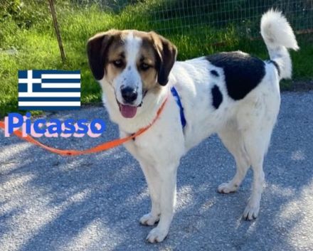 Picasso 05/23 - beeindruckender Hund sucht  neues Zuhause