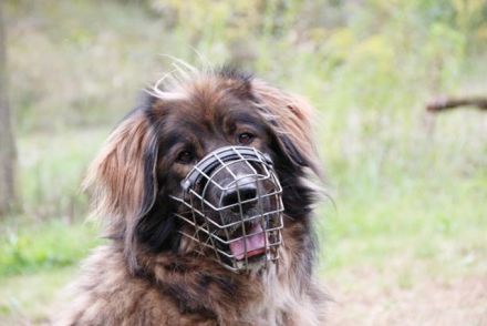 Arco, Hovawart-Kaukase- Mix, geb. 2018, sportlicher großer Familienfreund