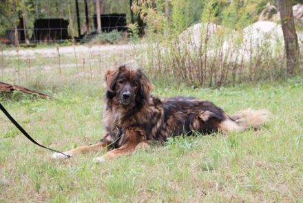 Arco, Hovawart-Kaukase- Mix, geb. 2018, sportlicher großer Familienfreund