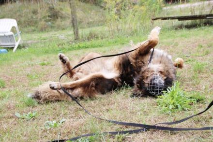 Arco, Hovawart-Kaukase- Mix, geb. 2018, sportlicher großer Familienfreund