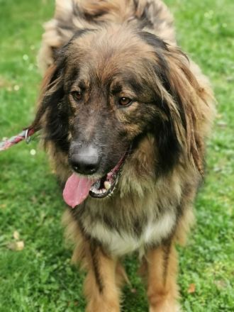 Arco, Hovawart-Kaukase- Mix, geb. 2018, sportlicher großer Familienfreund