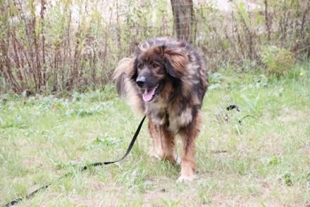 Arco, Hovawart-Kaukase- Mix, geb. 2018, sportlicher großer Familienfreund