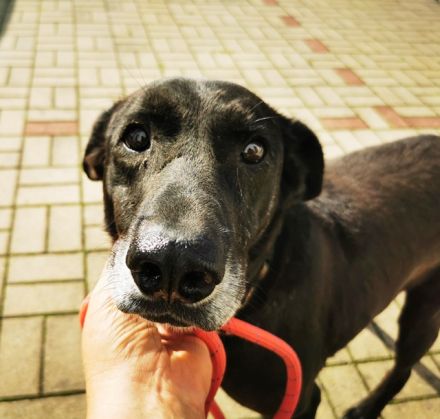 Zoran, Dobermann-Mischling, geb. 2011, sucht Einzelplatz und Besitzer mit Grundstück