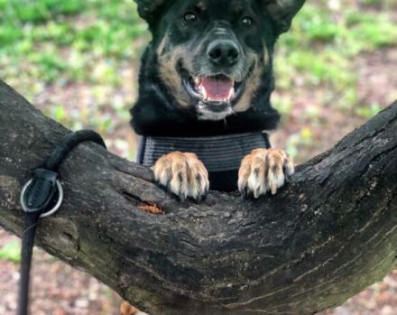 Unser Willi sucht erfahrene, souveräne Menschen.