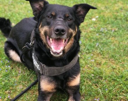 Unser Willi sucht erfahrene, souveräne Menschen.