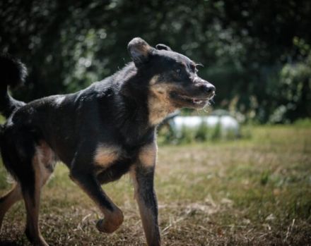 Unser Willi sucht erfahrene, souveräne Menschen.