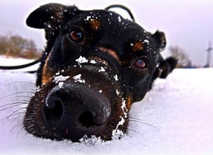 Unser Willi sucht erfahrene, souveräne Menschen.