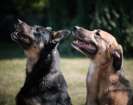 Unser Willi sucht erfahrene, souveräne Menschen.