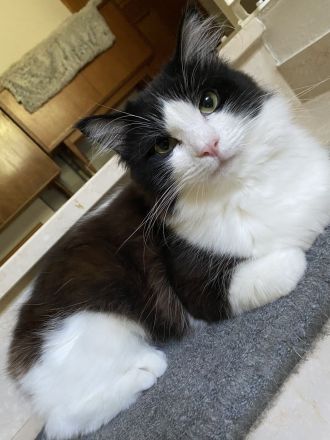 Reinrassige Ragdoll Cherubim Kitten mit Stammbaum