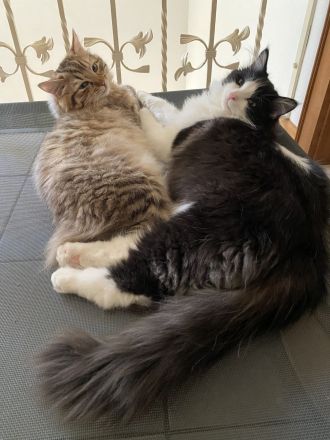 Reinrassige Ragdoll Cherubim Kitten mit Stammbaum