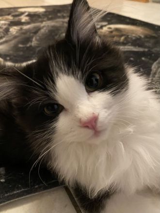 Reinrassige Ragdoll Cherubim Kitten mit Stammbaum