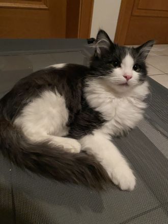 Reinrassige Ragdoll Cherubim Kitten mit Stammbaum