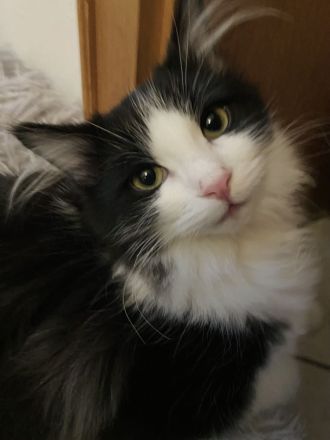 Reinrassige Ragdoll Cherubim Kitten mit Stammbaum