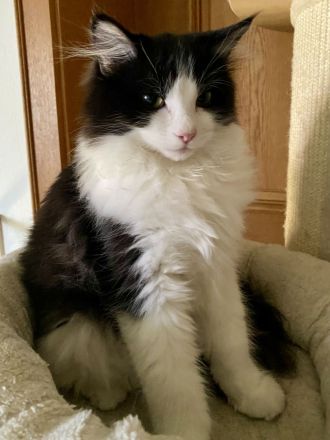 Reinrassige Ragdoll Cherubim Kitten mit Stammbaum