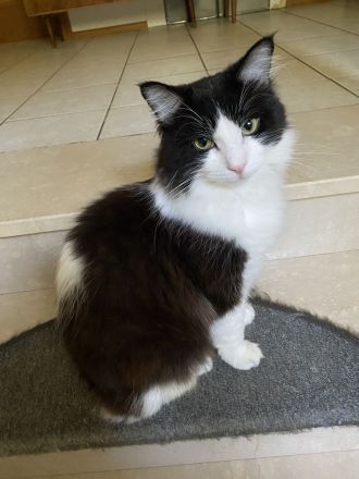 Reinrassige Ragdoll Cherubim Kitten mit Stammbaum