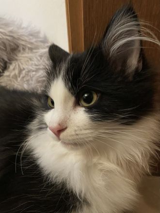 Reinrassige Ragdoll Cherubim Kitten mit Stammbaum