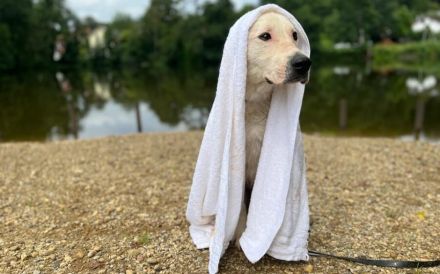 Hallo, ich bin Salix & warte in 84152 Mengkofen auf Adoptanten :)