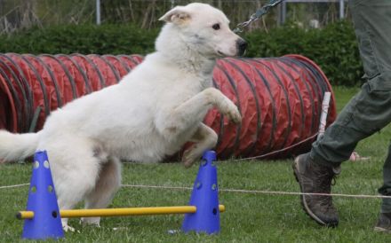 Hallo, ich bin Salix & warte in 84152 Mengkofen auf Adoptanten :)