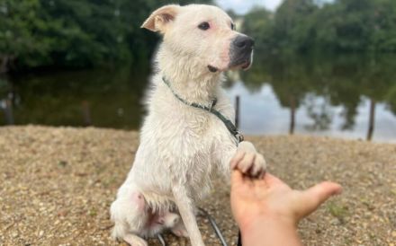 Hallo, ich bin Salix & warte in 84152 Mengkofen auf Adoptanten :)