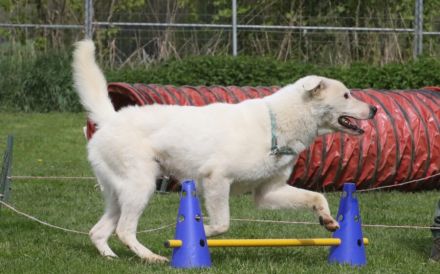 Hallo, ich bin Salix & warte in 84152 Mengkofen auf Adoptanten :)