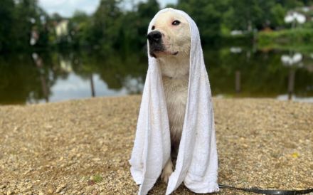 Hallo, ich bin Salix & warte in 84152 Mengkofen auf Adoptanten :)