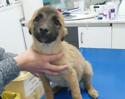 Hallo, ich bin Lasar!