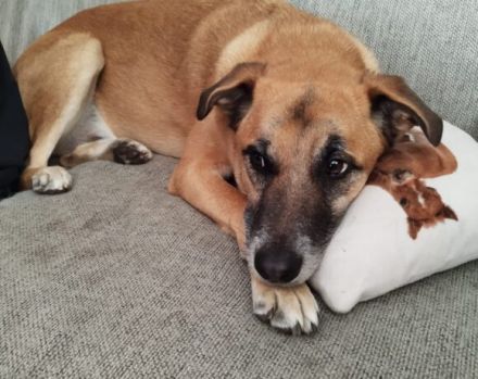 Hallo, ich bin Lasar!