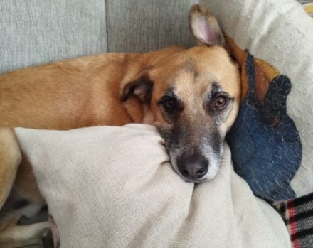 Hallo, ich bin Lasar!