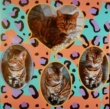 Bengal Lady sehr lieb und wunderschön