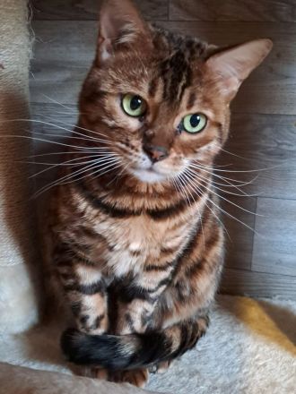 Bengal Lady sehr lieb und wunderschön