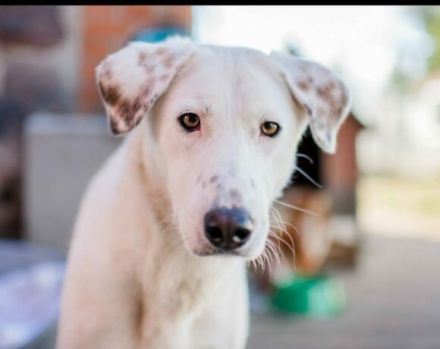 Aufgepasst, hier kommt Love! Adopt. Don´t shop.