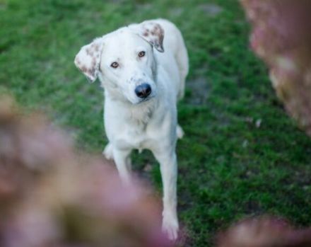 Aufgepasst, hier kommt Love! Adopt. Don´t shop.