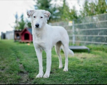 Aufgepasst, hier kommt Love! Adopt. Don´t shop.