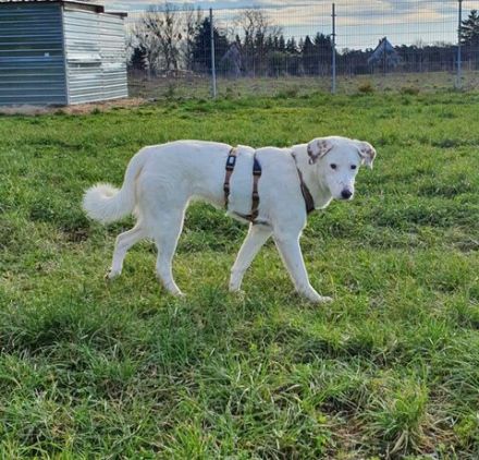 Aufgepasst, hier kommt Love! Adopt. Don´t shop.