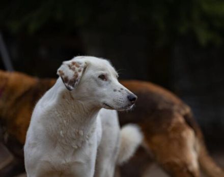 Aufgepasst, hier kommt Love! Adopt. Don´t shop.