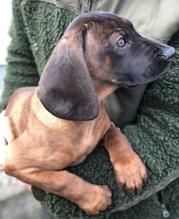 Schweißhund Welpen BGS